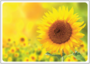 Postcard | Sunflower_