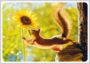 Postcard | Summer Greetings (Squirrel)_