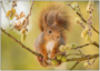 Postcard | Squirrel on branch_