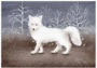 Postcard 384 by Katja Saario - Snow Fox_