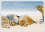Postcard | Seals on the beach_