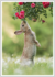 Postcard | Wild rabbit in spring_