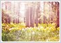 Postcard | Daffodils in the forest_
