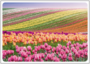 Postcard | Tulip landscape_