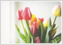 Postcard | Tulips at the window_