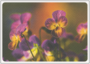 Postcard | Heralds of spring (pansies)_