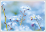 Postcard | Forget-me-not_