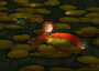 PRE ORDER: Postcard Ila Illustrations 106 - Magical pond_