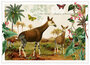 PK 1263 Tausendschön Postcard - Okapi _