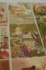 6 Single Postcards set – Alchemy of the seasons – Summer/Autumn - Nicolet Boon_