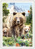 PK 1319 Tausendschön Postcard - Bear_