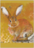 Postcard Loes Botman | Rabbit II_