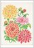 Postcard | Dahlias_