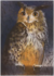Postcard Loes Botman | Long-eared owl_