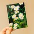 Wild Pencil Studio Postcard - Daisies_