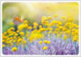 Postcard | Summer flowers (butterflies and santolina)_