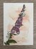 Wildgardens Postcard - Foxglove_