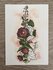 Wildgardens Postcard - Hollyhock_