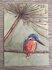 Wildgardens Postcard - Kingfisher_
