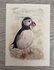 Wildgardens Postcard - Puffin_