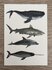 Wildgardens Postkarte - Zeeleven walvis_