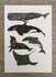 Wildgardens Postkarte - Zeeleven potvis_