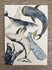 Wildgardens Postcard - Whales_