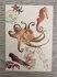 Wildgardens Postcard - Octopus_