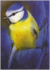 Postcard Loes Botman | Blue Tit III_