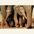 Art Unlimited Postcard | Baby elephants_