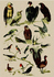 Postcard | Natural History, 1900_