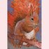Postcard Loes Botman | Squirrel_