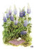 Inge Look Nr. 108 Postkarte Garden | Purple Flowers_