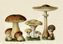 Postcard | Vintage Mushroom Illustration_