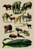 Postcard | Natural History 1900_