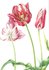 Museum Cards Postcard | Tulipa "Zomerschoon"_