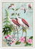 PK 659 Tausendschön Postcard | Flamingos_